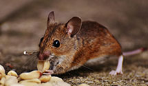 24 Hour & Emergency Exterminators in Clinton, TN